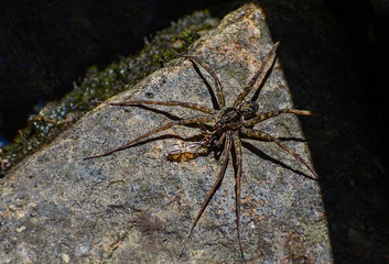 Dock spider eating a dragonfly.The dock spiders are the largest arachnids in Canada, kill their victims with venom and large fangs, but worst of all, the females eat their partner after mating.