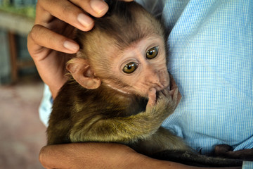 detail of the head of a small monkey babies agitating in their hands