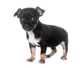 puppy chihuahua in studio