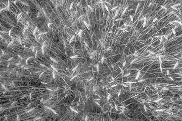 Texture effect of wheat field