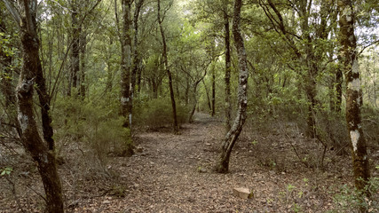 foresta sardegna 