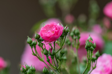 Fototapeta premium ピンクのミニバラの花と蕾