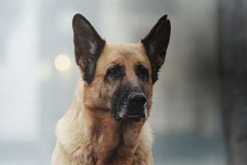  Ein Deutscher Schäferhund in Venedig