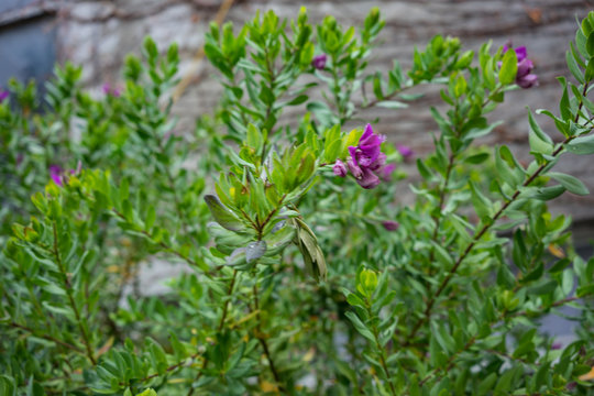 leaves and flower of myrte flower polygala myrtifolia grandiflora from south africa