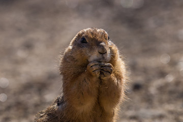 Prairie Dog