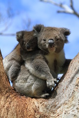 Wild Koala with baby