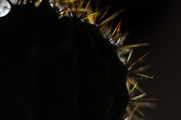 cactus needles in backlight