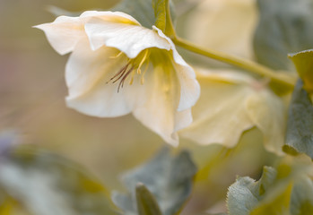 Christrose (Helleborus)