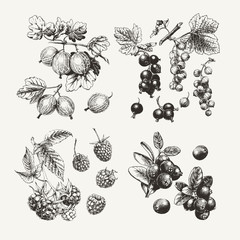 Collection of ink drawn gooseberry, raspberry, cranberry and currant