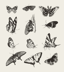 Sammlung von tintengezeichneten Schmetterlingen