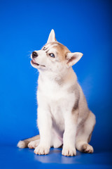 blue-eyed puppy of breed Siberian husky on blue background