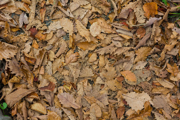 Autumn colors textures and backgrounds