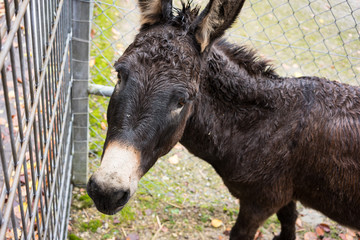 Fototapeta premium black donkey at fence close up view behind gate