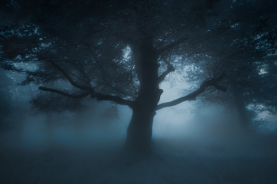 Fototapeta Scary creepy tree on nightmare forest