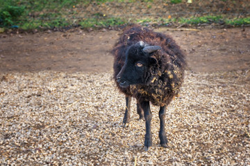 Black Ouessant sheep (ewe) - one of the smallest breeds of sheep in the world