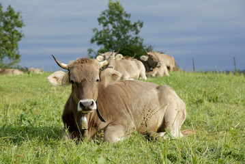 liegende Kuh mit Hörnern auf der Wiese