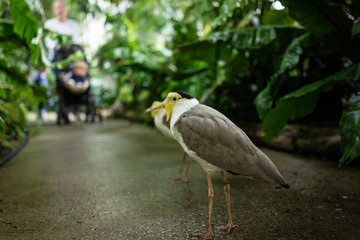tropical bird with white and grey feather on concrete floor