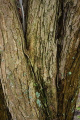 Obraz premium tree trunk of cercidiphyllum japonicum cake tree