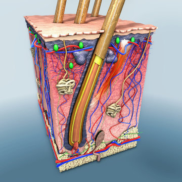 Skin Part With A Cross Section Of The Human Skin With Hair Follicle Or Roots, Red And Blue Blood Vessels, Illustration Of Anatomical Function