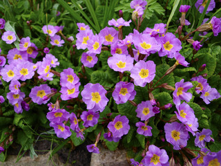 Рrimula juliae purple flowers with green 