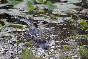 closeup of freshwater crocodile