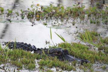 closeup of freshwater crocodile