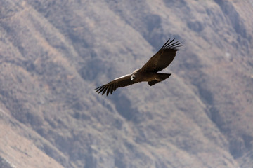 Condor flying  in Peru