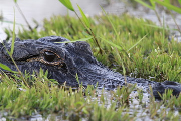 closeup of freshwater crocodile