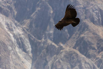 Naklejka na ściany i meble Condor flying in Peru