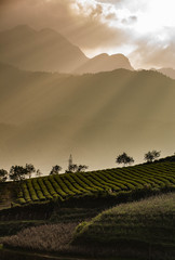 Tee plantation and mountain at sunset.