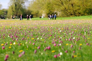 Snake's head fritillary (Fritillaria meleagris) field at Cricklade with walkers