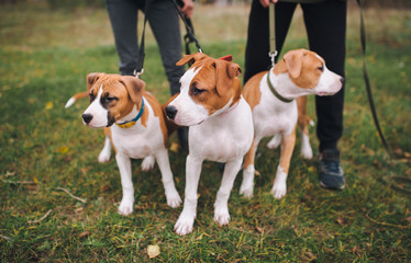 Puppies watch something attentively. Three puppies of the American Staffordshire terrier are white and brown color from one brood.