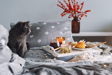 Breakfast in bed, a tray with cheese, grissini, jam from young fir cones, champagne and a candle. Gray cat in bed. Christmas morning. Honeymoon. No people.