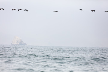 Ballestas Islands, Perù