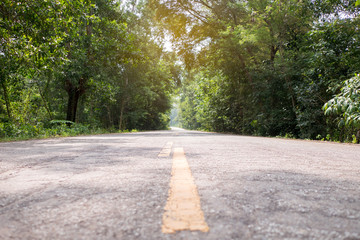Country road through the forest, Road with tree both side.