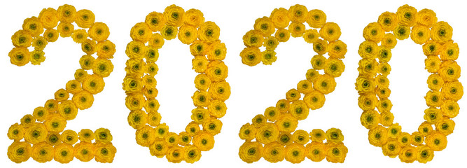 Numeral 2020 from yellow flowers of buttercup, isolated on white background