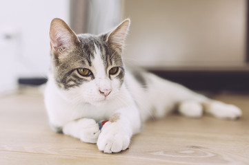 Chat tigré et blanc allongé