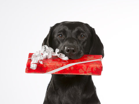 Black Dog Is Holding A Christmas Present. Isolated On White. Black Labrador Dog. Red Xmas Box.