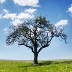 Freestanding tree in spring 