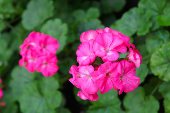 Pink colored pelargonia or geranium flowers with green background