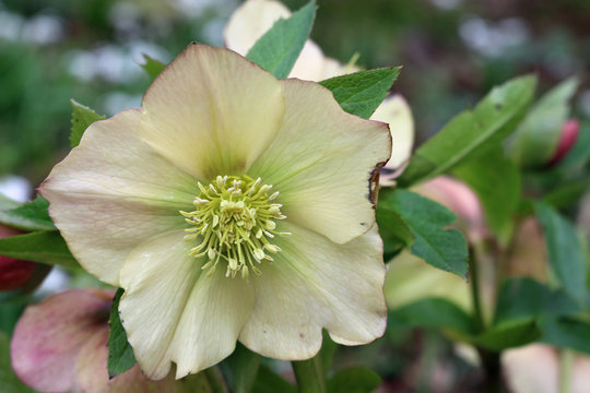 Hellebore Flower