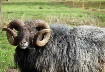 Plaid mouton avec photo Moutons Rare breed sheep