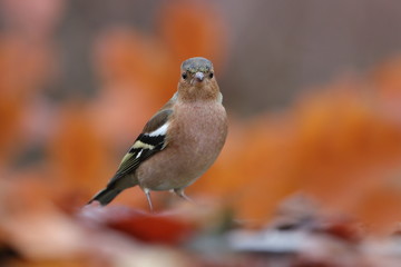Chaffinch, Fringilla coelebs, songbird sitting on the nice branch. little bird in nature forest habitat, clear orange background, Wildlife scene from nature.