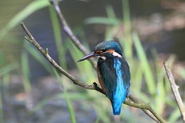 Kingfisher perched on a branch in its natural habitat (Alcedo atthis)