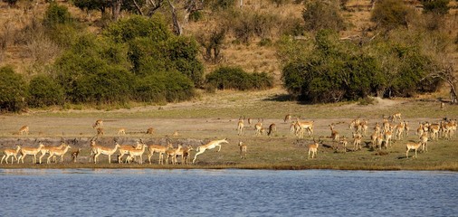 Fototapeta na wymiar Graceful impala near the Namibia/Botswana border