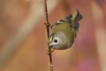 goldcrest sitting on the branch (Regulus regulus) Wildlife scene from nature.