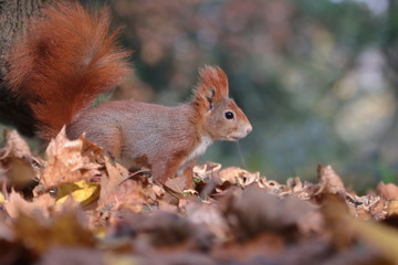 Art view on wild nature. Cute red squirrel with long pointed ears eats a nut in autumn orange scene with nice deciduous forest in the background. Wildlife in November forest. Squirrel in habitat.