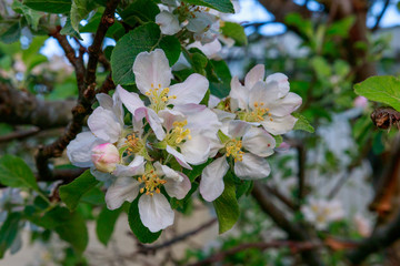 Apple blossom