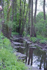 Rzeka w lesie © michalsen