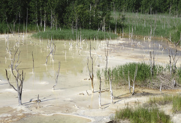 Dead birch after drainage and peat extraction in the Dead Moore
